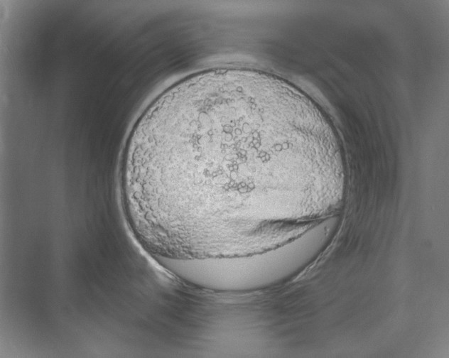 X0000068841440200606021657