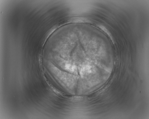 X0000068841481200606021656