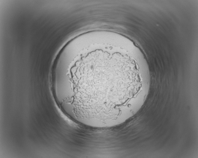 X0000068841531200606021655