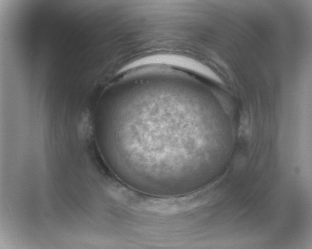 X0000068850029200605051224