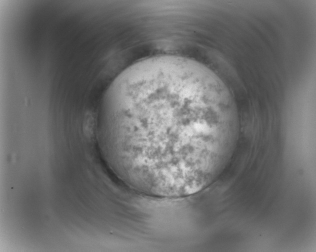 X0000068850036200605051224