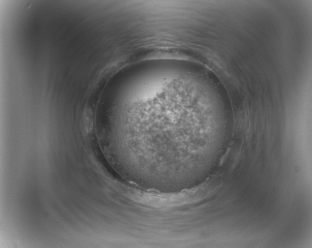 X0000068850043200605051224