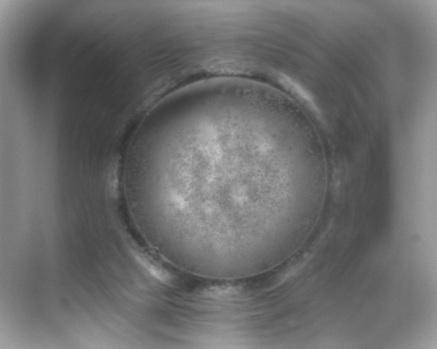 X0000068850065200605051223