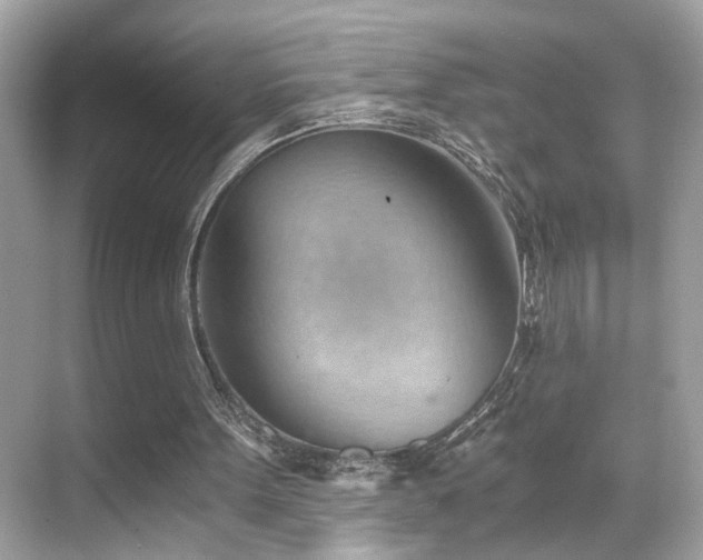 X0000068850099200605051223