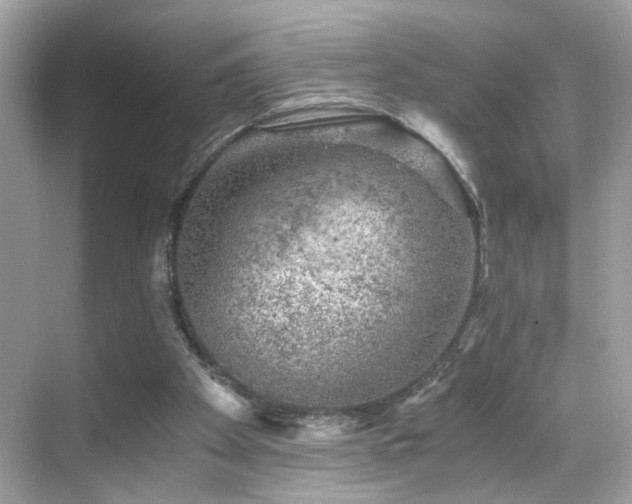 X0000068850105200605051223