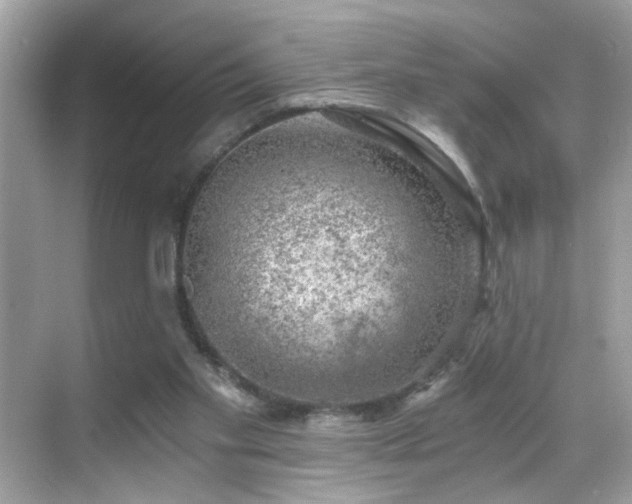 X0000068850109200605051223