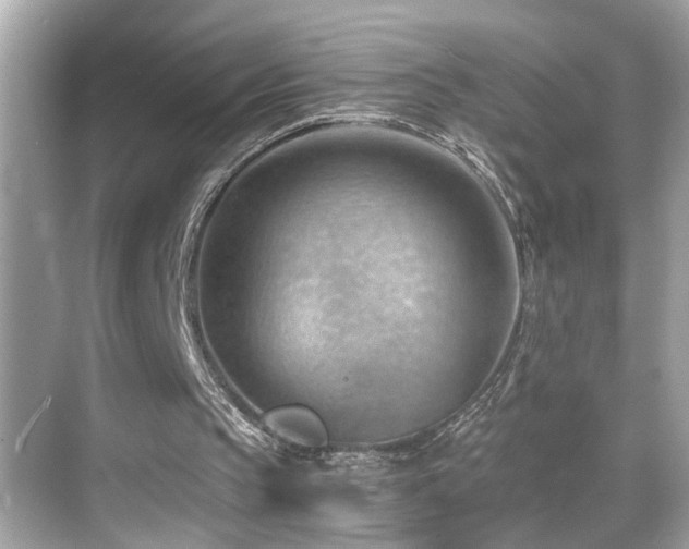 X0000068850145200605051221