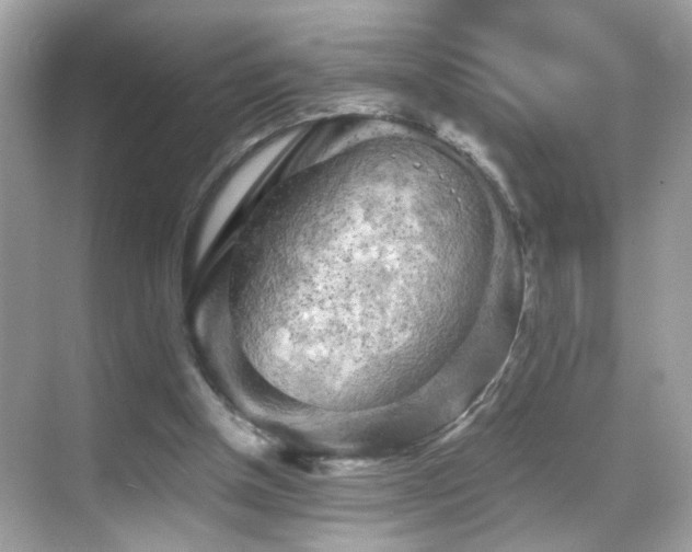 X0000068850154200605051222