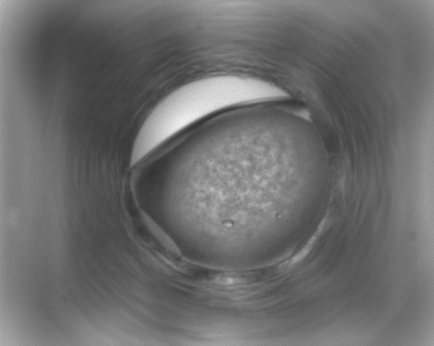 X0000068850174200605051222