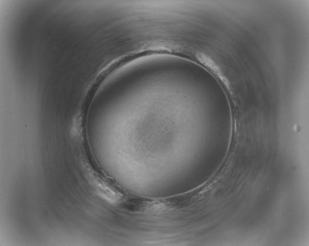 X0000068850249200605051220