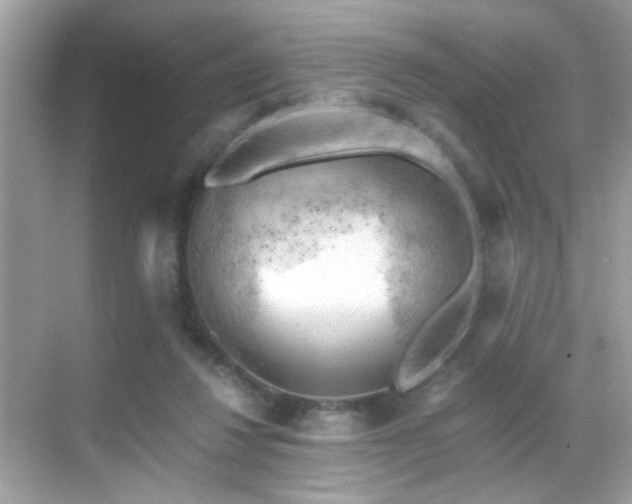 X0000068850260200605051220