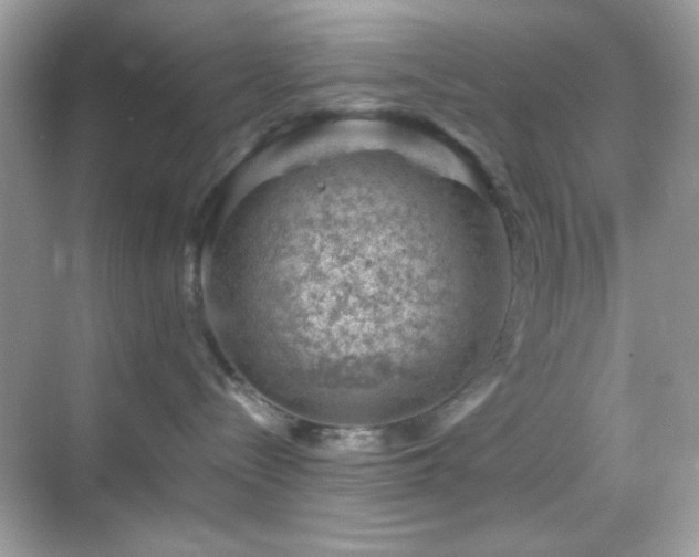 X0000068850288200605051221