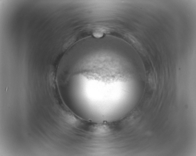 X0000068850322200605051219