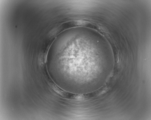 X0000068850325200605051219