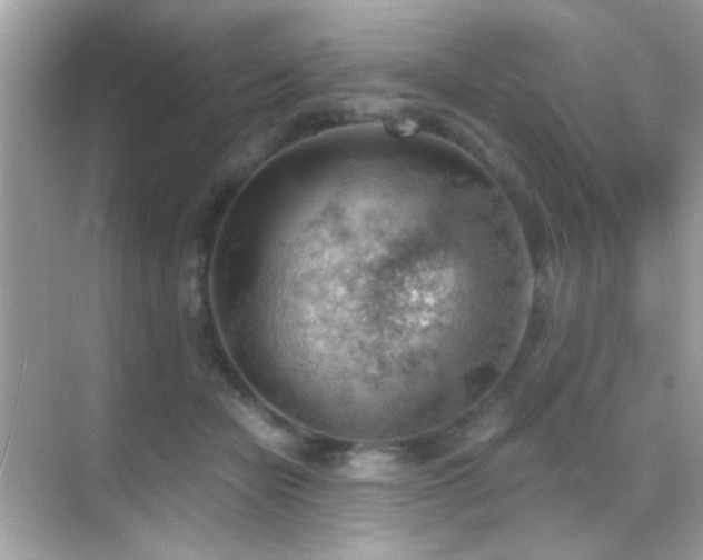 X0000068850462200605051217