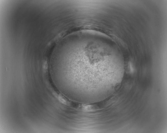 X0000068850472200605051217