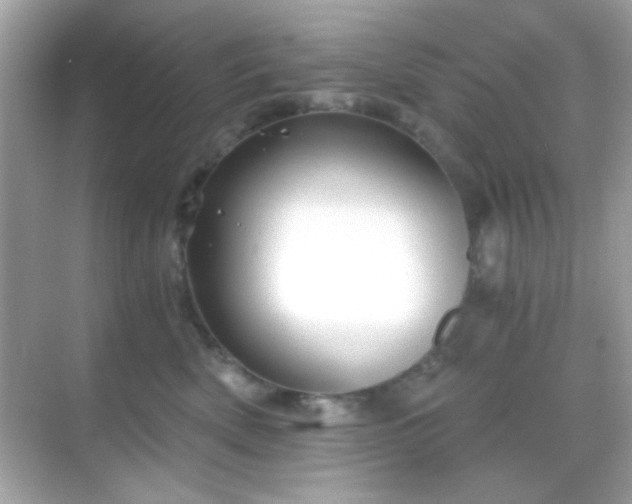 X0000068850522200605051216