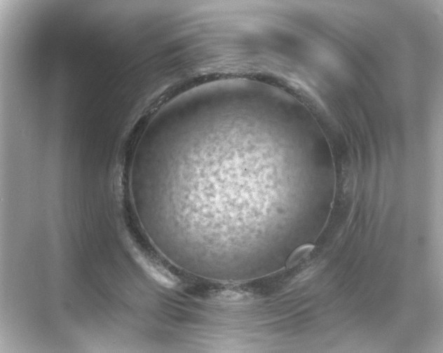 X0000068850542200605051215