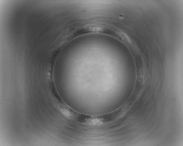 X0000068850553200605051215