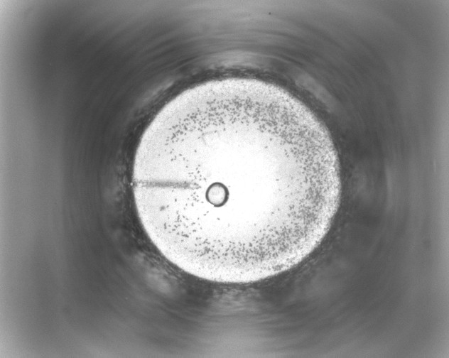 X0000068850824200605051210