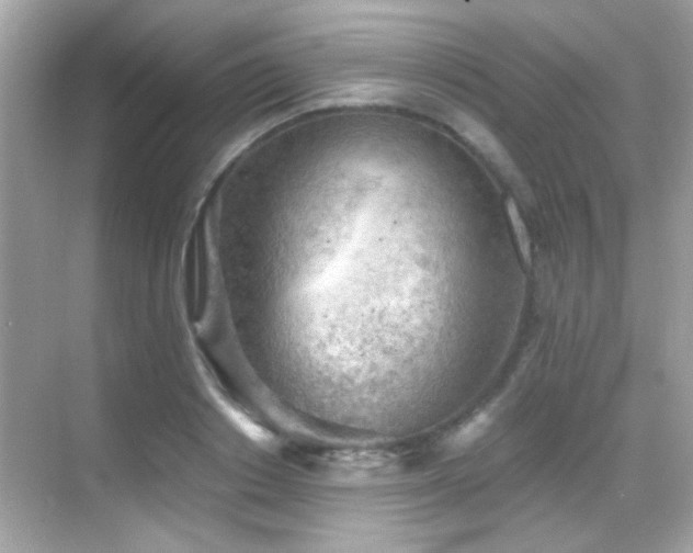 X0000068850842200605051210