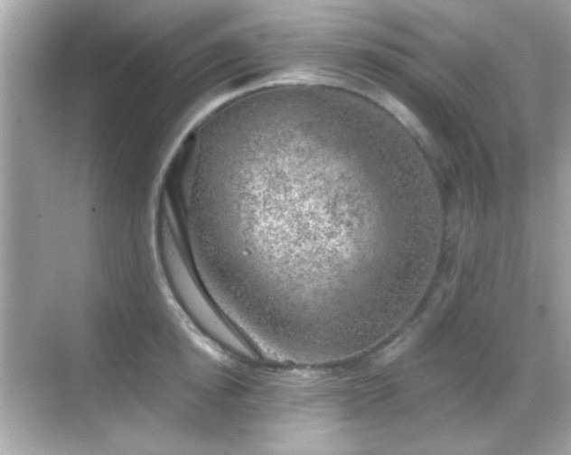 X0000068850854200605051211