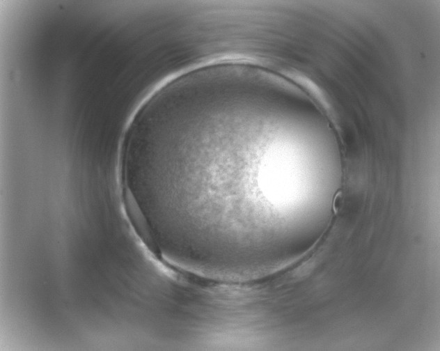 X0000068850910200605051209