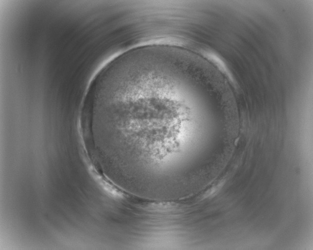 X0000068850952200605051209