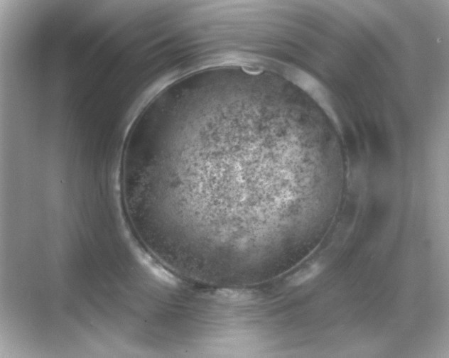 X0000068850954200605051209