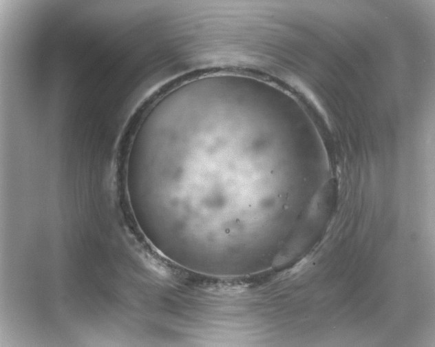 X0000068850975200605051208