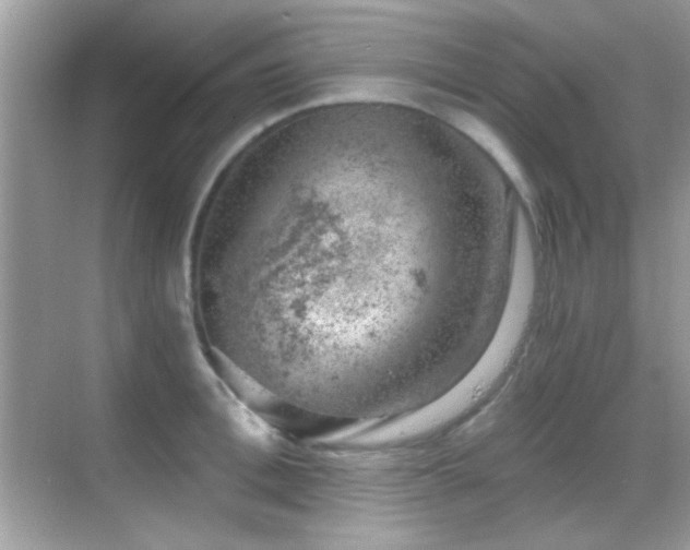 X0000068850996200605051208