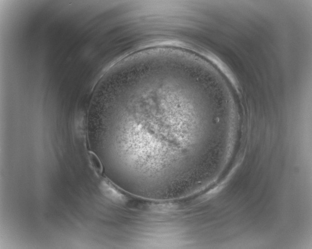 X0000068851001200605051208