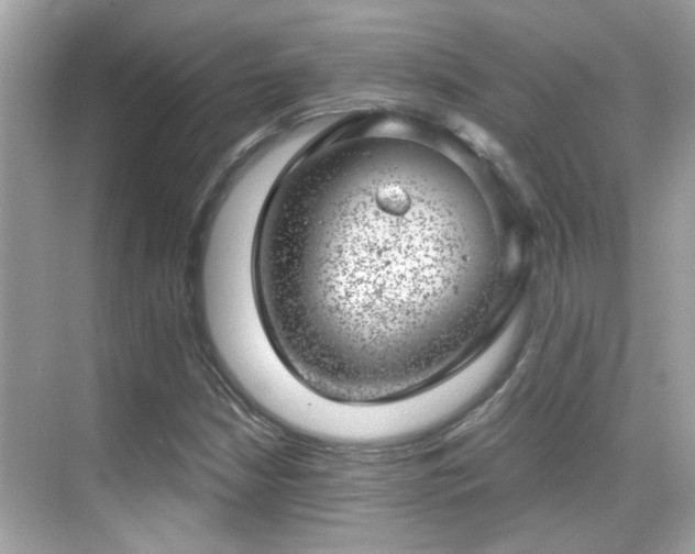 X0000068851210200605051204