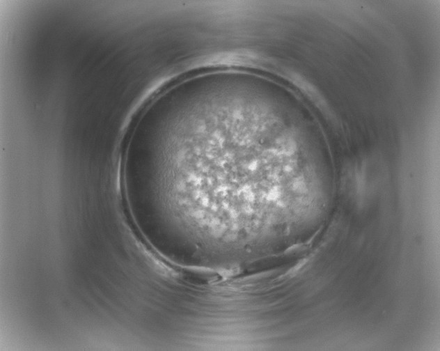 X0000068851224200605051204