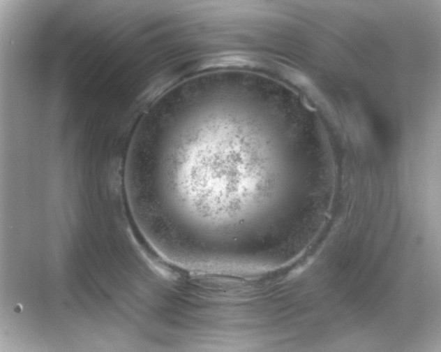 X0000068851233200605051204