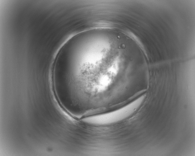 X0000068851243200605051204