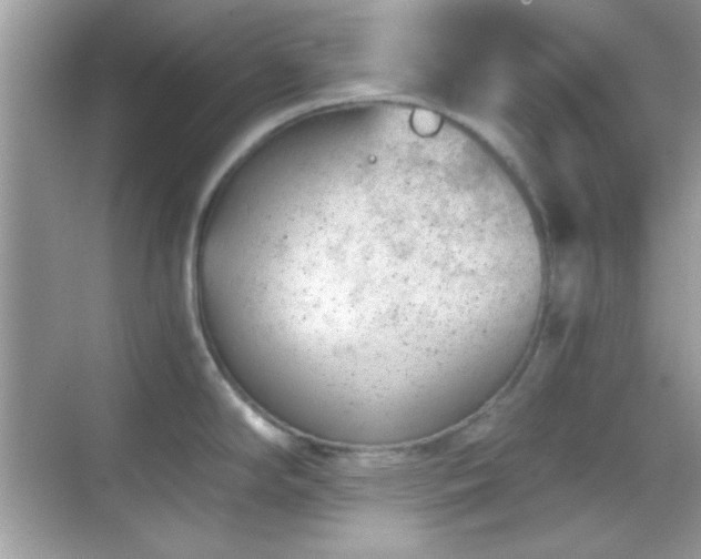 X0000068851294200605051203