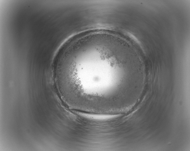 X0000068851310200605051202