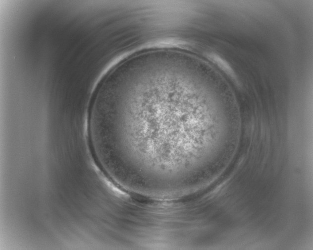 X0000068851420200605051201