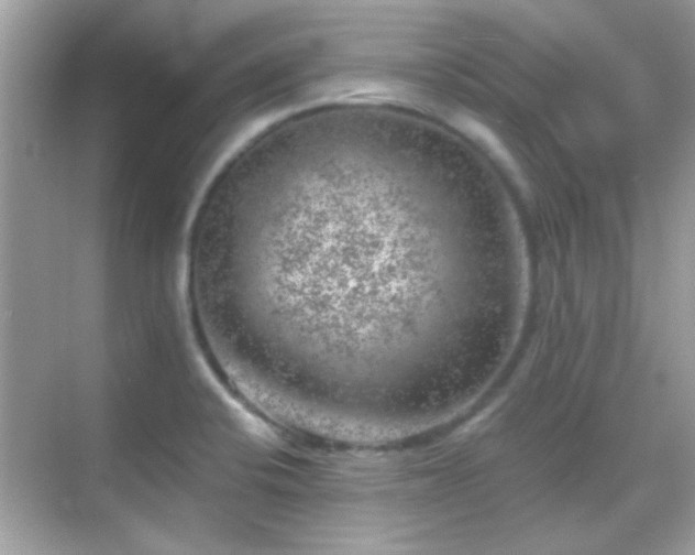 X0000068851424200605051201