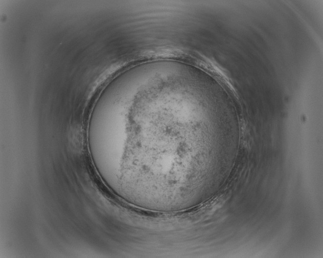 X0000068850012200605081226