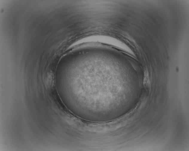 X0000068850029200605081226