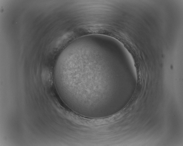 X0000068850031200605081226