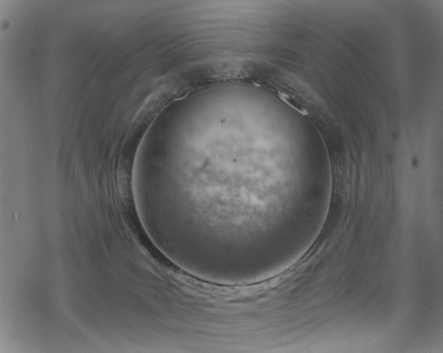 X0000068850035200605081226