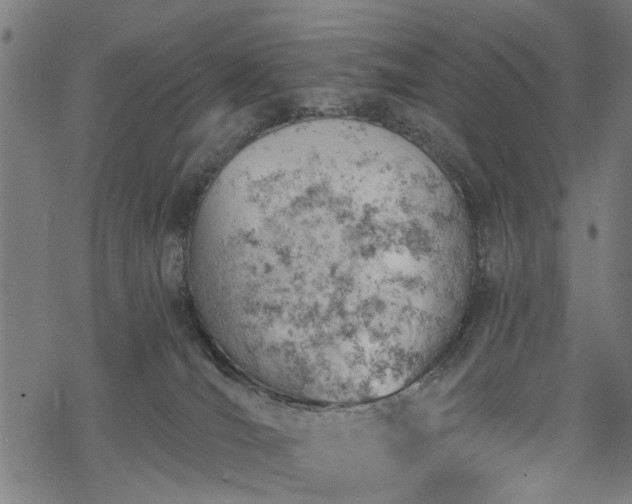 X0000068850036200605081226