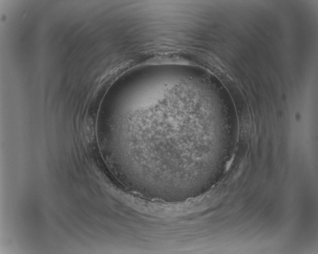 X0000068850043200605081226