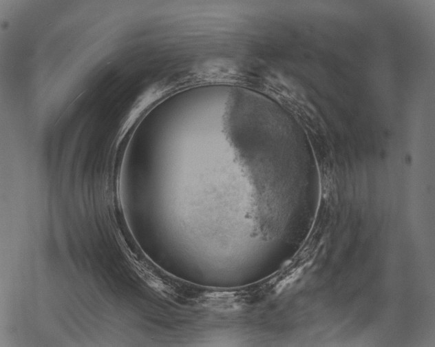 X0000068850052200605081225