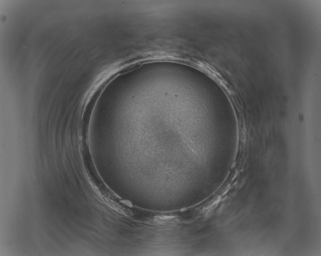 X0000068850055200605081225