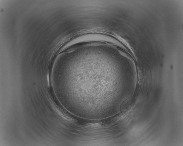 X0000068850061200605081225