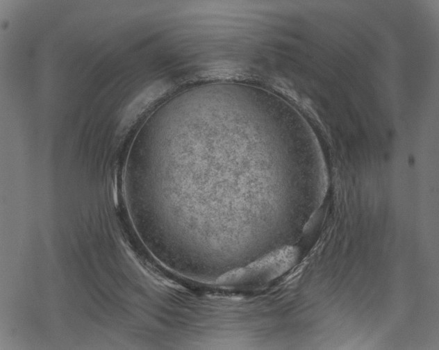 X0000068850062200605081225